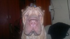 GORKY